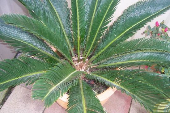 最常见的对宠物有毒的植物 最常见的对宠物有毒的植物