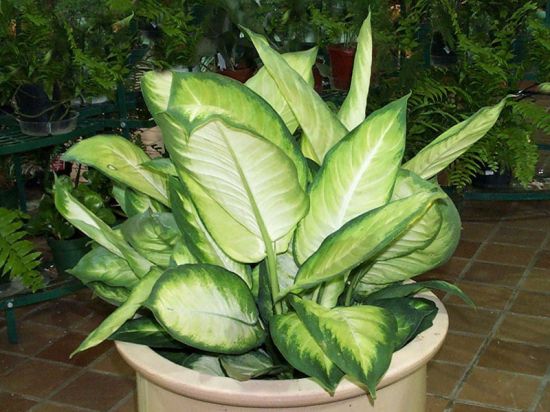 万年青盆栽 万年青盆栽