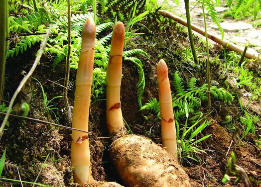 腐生兰--天麻 腐生兰--天麻