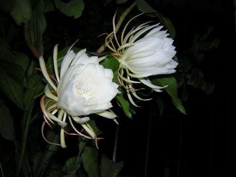 两朵昙花 两朵昙花