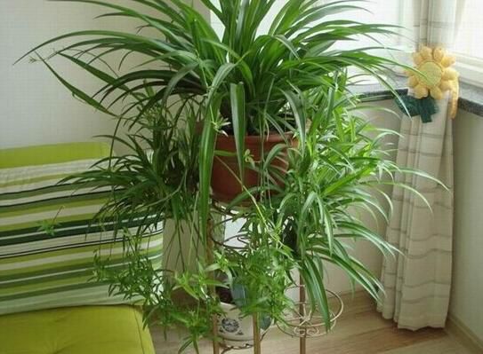 吊兰长出小吊要剪吗？吊兰长出小吊的解决办法