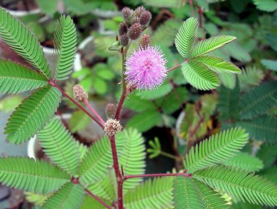 含羞草叶子变黄发焉 含羞草叶子变黄发焉