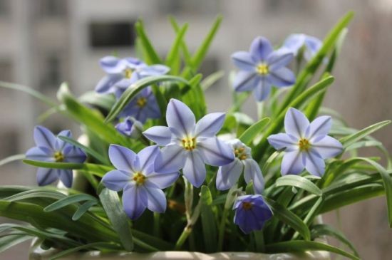 蓝花韭的栽种方法 蓝花韭的栽种方法