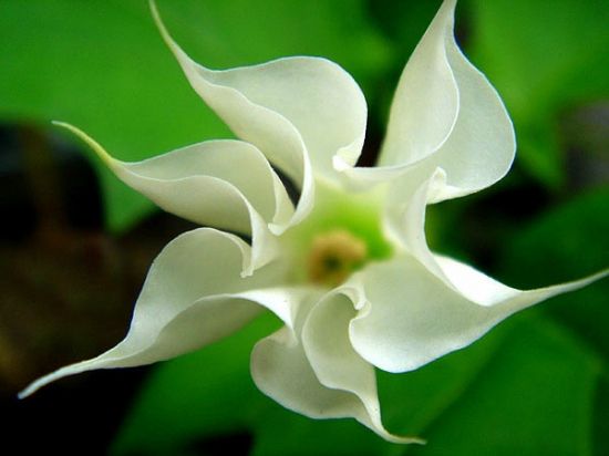 形似风车的曼陀罗花图片 形似风车的曼陀罗花图片