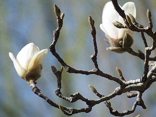 玉兰的栽培技术 玉兰的栽培技术