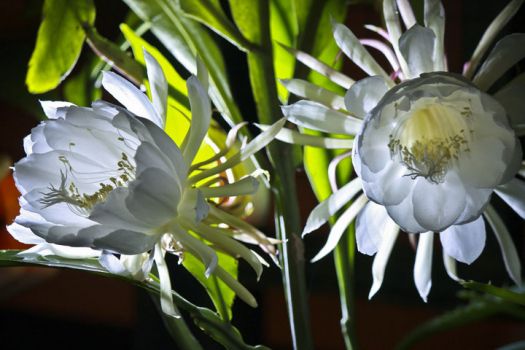 洁白的昙花 洁白的昙花