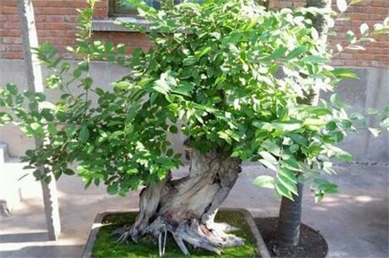 直径60的朴树值多少钱？一颗大概在8000～10000元