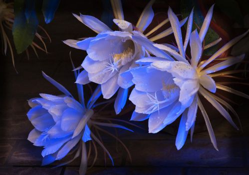 彩色灯光下的昙花 彩色灯光下的昙花