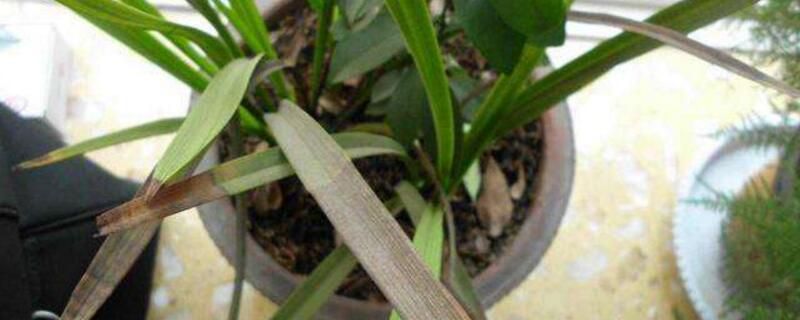 兰花叶子枯黄怎么回事？兰花叶子干枯的原因和应对