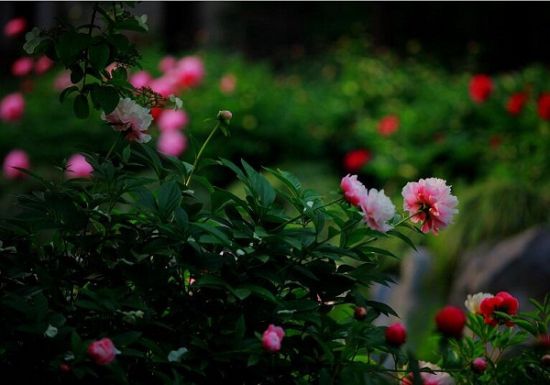 桥边红药 桥边红药