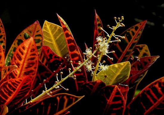 变叶木开花了 变叶木开花了