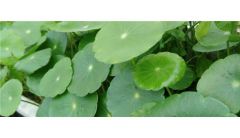 怎么防止铜钱草烂根？防止铜钱草烂根的方法