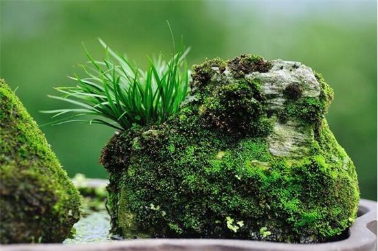 菖蒲盆景为什么这么贵，环境运输成本高品种产