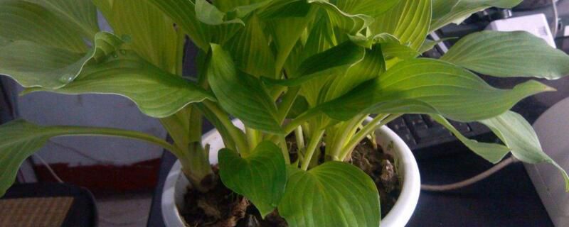 金钻如何过冬？金钻过冬需要适宜的温度