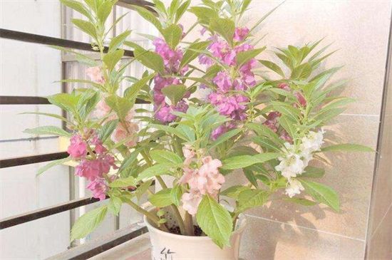 凤仙花怎么修剪？凤仙花的修剪技巧