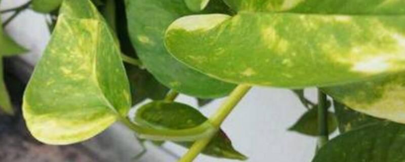 大叶绿萝叶子发黄怎么办？