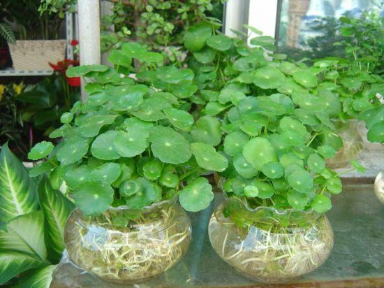 生机盎然的铜钱草 生机盎然的铜钱草