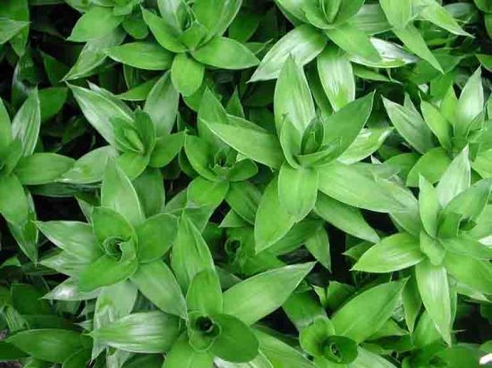 我办公室的富贵竹图片 我办公室的富贵竹图片