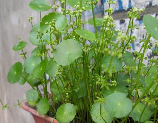 铜钱草开花了 铜钱草开花了