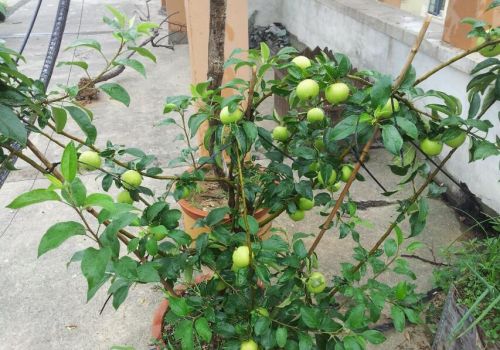 青苹果结果啦 青苹果结果啦