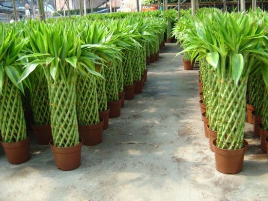 富贵竹盆景图片 富贵竹盆景图片