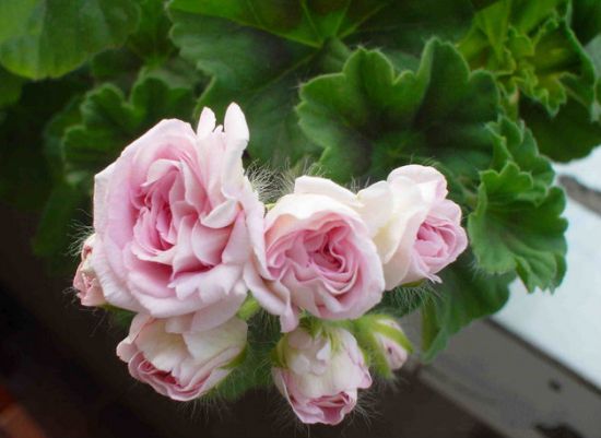 天竺葵的养护 天竺葵的养护