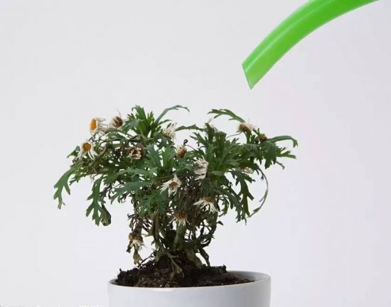 如何判断是否需要浇水 如何判断是否需要浇水