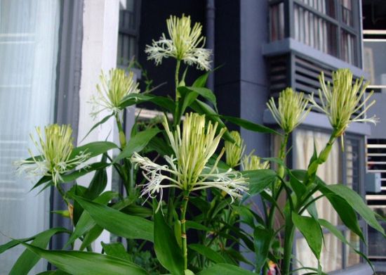 富贵竹开花图片 富贵竹开花图片