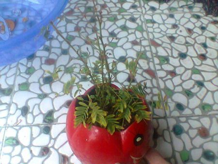 含羞草枯萎了怎么办？含羞草枯萎的原因分析及其解决办法