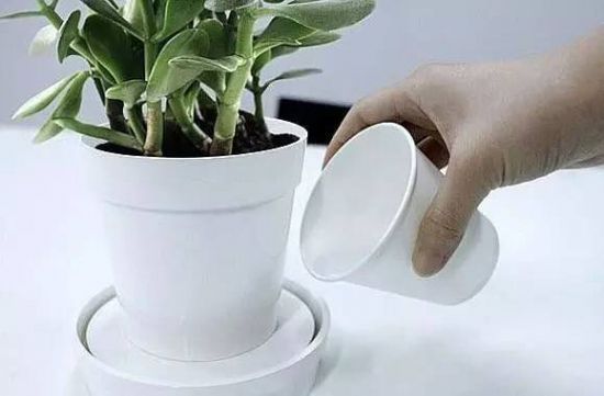 浇水方法有讲究 浇水方法有讲究