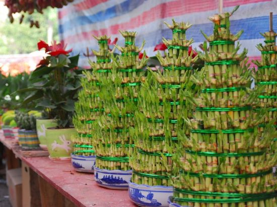 富贵竹千层塔图片 富贵竹千层塔图片