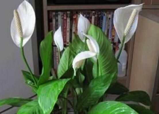 白掌叶子尖像烧焦了怎么办？白掌叶子尖烧焦了