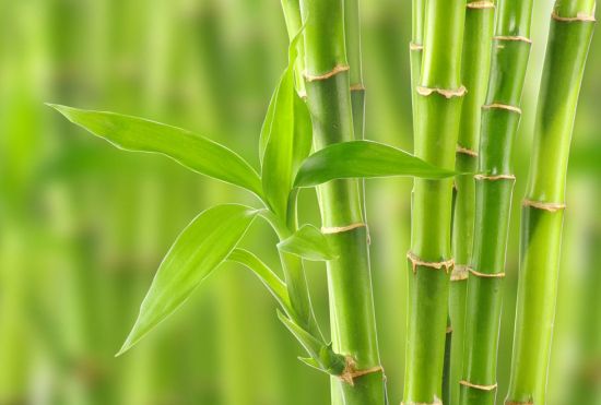 富贵竹好看的绿茎图片 富贵竹好看的绿茎图片