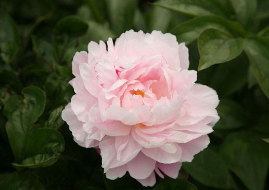 赞美芍药花的诗句 赞美芍药花的诗句