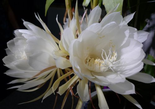 美丽的昙花 美丽的昙花