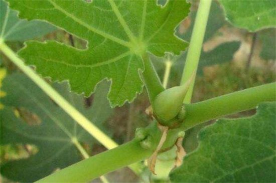 无花果树叶子发黄卷叶的原因及解决办法