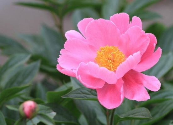 赞美芍药花的诗句 赞美芍药花的诗句