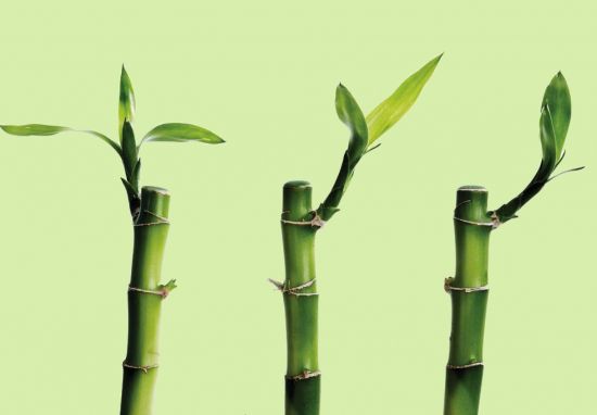 3枝富贵竹图片 3枝富贵竹图片