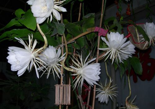 昙花绽放 昙花绽放