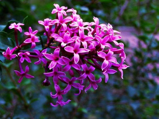 丁香花紫红色 丁香花紫红色