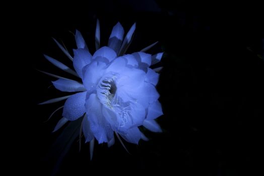 夜间绽放的昙花 夜间绽放的昙花