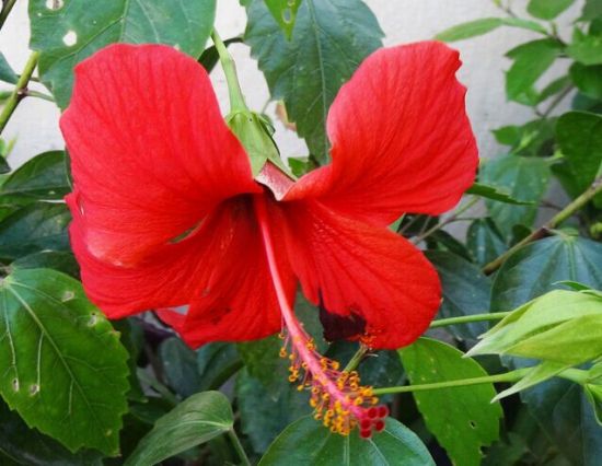 美丽的扶桑花 美丽的扶桑花