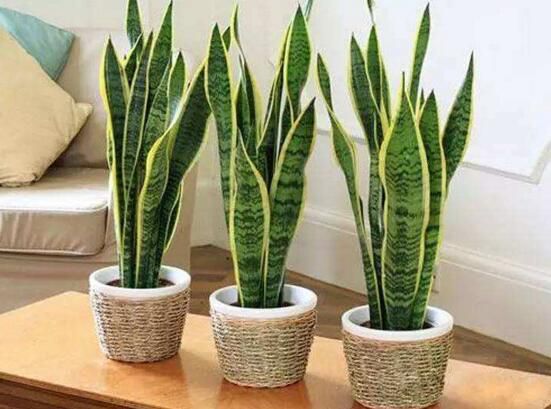 虎皮兰叶子干瘪发软怎么办？虎皮兰叶子干瘪发软的4种解决方法