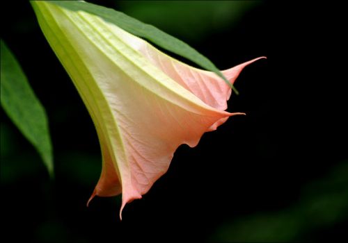 粉色曼陀罗花 粉色曼陀罗花