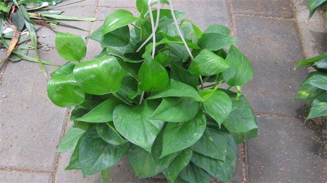 绿萝叶子发黑的6大原因