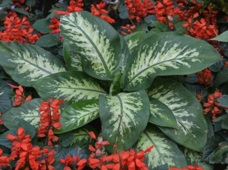 万年青叶子发黄常见病因和处理方法