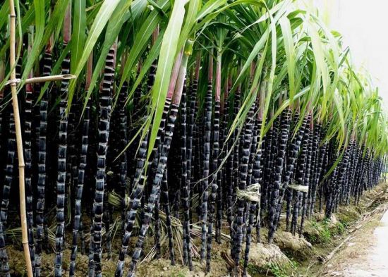 整齐的黑甘蔗图片 整齐的黑甘蔗图片