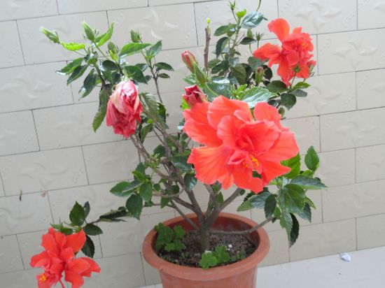 扶桑花盆景 扶桑花盆景