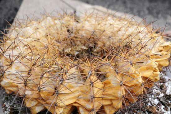 仙人球枯萎 仙人球枯萎