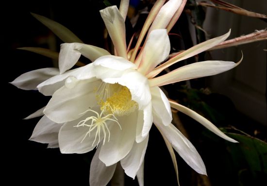 花姿婀娜的昙花 花姿婀娜的昙花